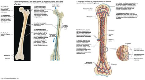 Long bones function to support the weight of the body and facilitate movement. Long Bone Diagram Drawing / Long Bone Anatomy - Drawn ...