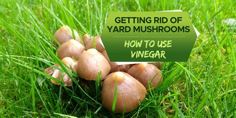 Can You Use Vinegar To Kill Mushrooms In Your Yard Grow Your Yard