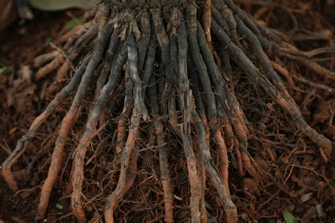 4 Pros And 3 Cons Of Planting Bare Root Fruit Trees Garden And Happy