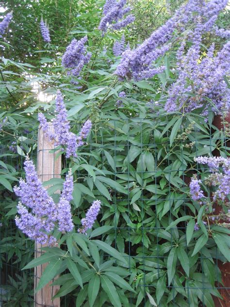 What are white or pink tree flowers that bloom in spring? Gardening and Gardens: Hemp, Chastity, Monks = Vitex