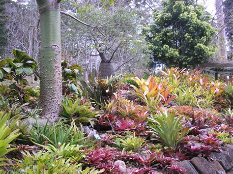Bromeliad Garden Tamborine Mountain Botanic Gardens