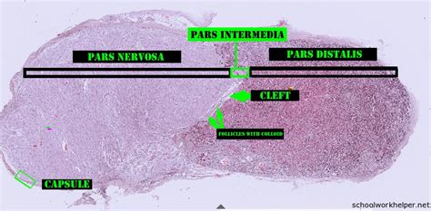 Pituitary Gland Slide Labelled Histology Schoolworkhelper