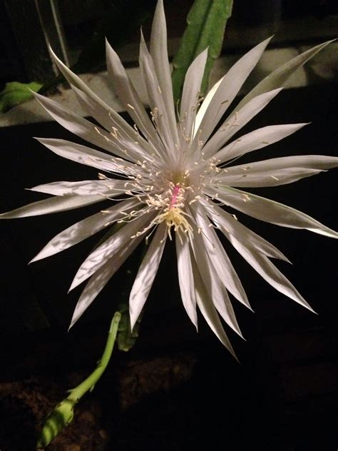 Queen Of The Night Night Blooming Cactus Planting Succulents