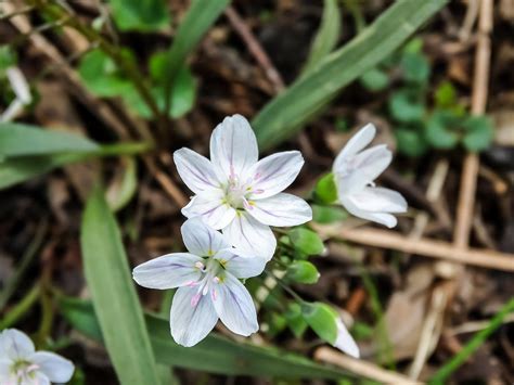 Dainty White Spring Beauty Wildflowers Photograph By Cynthia Woods