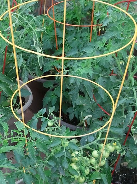 Tomatoe Cages Theeasygarden Easy Fun And Fulfilling Gardening