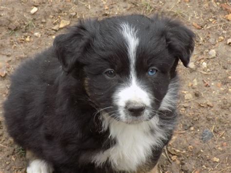 Outreach locations across the metro area also. Pets For Sale OREGON - For Sale Listings Free Classifieds ...