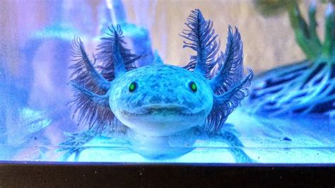 Axolotl Pet For Sale Blue Augustina Burkett