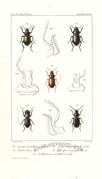 Escarabats I Insectes De Coleopteres Deurope De 1857 Impressions