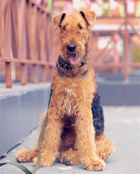 15 Amazing Facts About Airedale Terriers You Probably Never Knew Page
