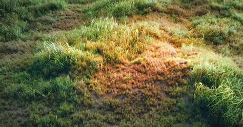 Creating A Realistic Grass Field With Blender Particles Cg Tutorial