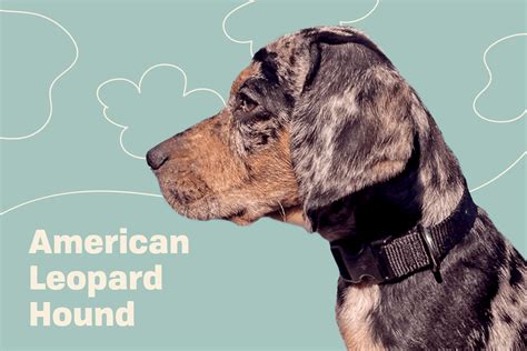 American Leopard Hound Leopard Cur Dog Breed Information And