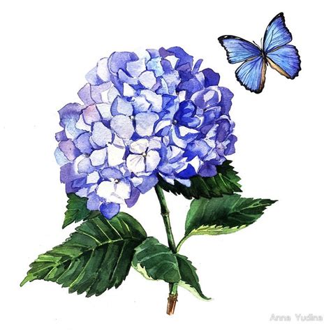 Blue Hydrangea And Butterfly Art Print By Anna Yudina Hydrangeas Art