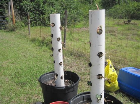 Strawberry Tower Planters Made From Three Inch Pvc Pipe Outside