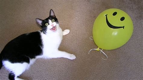 Kitties Vs Balloon Cute Crazy Funny Cats Youtube