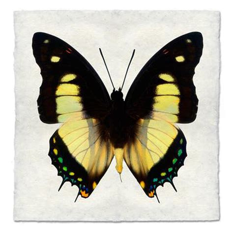 Butterfly Study Prints Large Nicholas Haslam