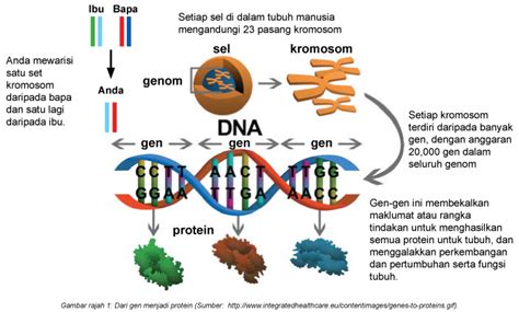 Ini banyak gen tertentu yang terdedah kepada diagnosis. Penyakit Genetik Kanak-Kanak - Positive Parenting