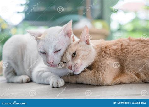 Love Moment Of Kitty Cat Stock Photo Image Of Kiss 176240868