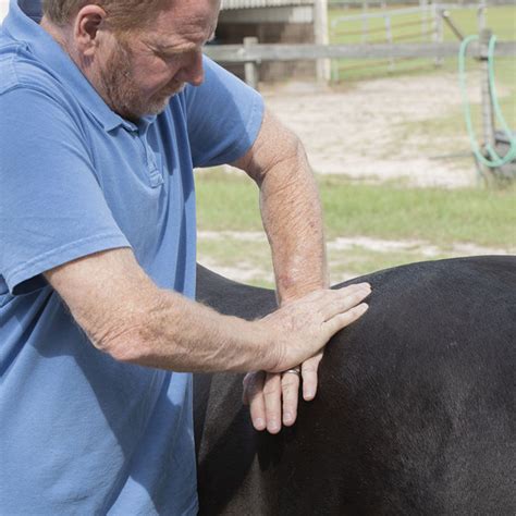 Equine Massage Techniques Exploration Equine Massage Muscle Therapy