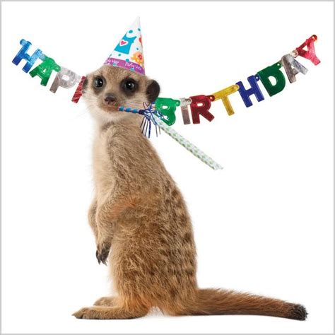 Meerkat Birthday Card Ocado