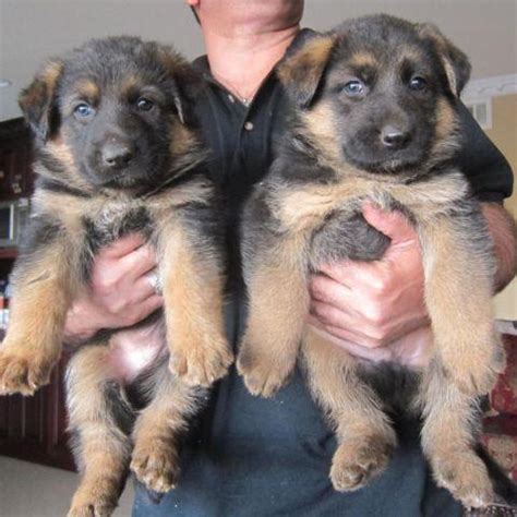 The average size of a litter is about 8 puppies but it can be as many as 15, which will pose some problems that we will discuss further in this article. german shepherd AKC puppies for Sale in La Mesa ...