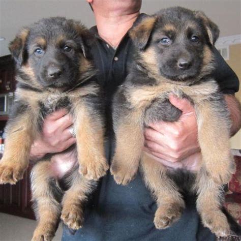 When purchase a german shepherd dog from us you can be assured. german shepherd AKC puppies for Sale in La Mesa ...