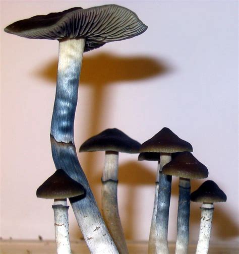 Gordon wasson and albert hofmann, whose investigations of the botany and chemistryofthe magicmushroom brought psilocybin to the. Blue Oyster Mushroom Psychedelic - All Mushroom Info