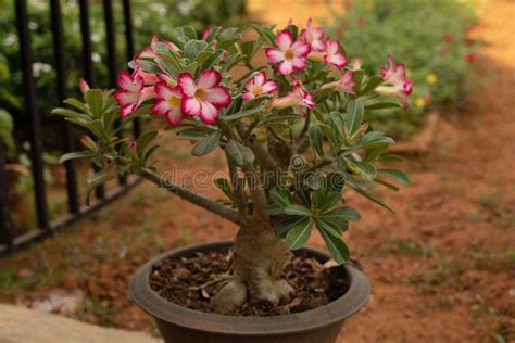 Adenium Plant Desert Rose Pink Double Shaded Adeniums Are Appreciated For Their Colorful