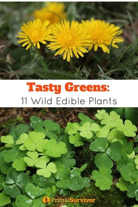 Tasty Greens 11 Wild Edible Plants For Survival Edible Plants