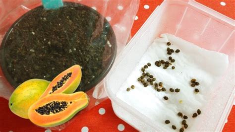 How To Grow Papaya From Seed Science Facts