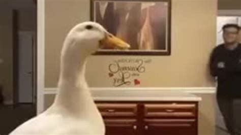 Twerking Duck Videos Ansehen Auf