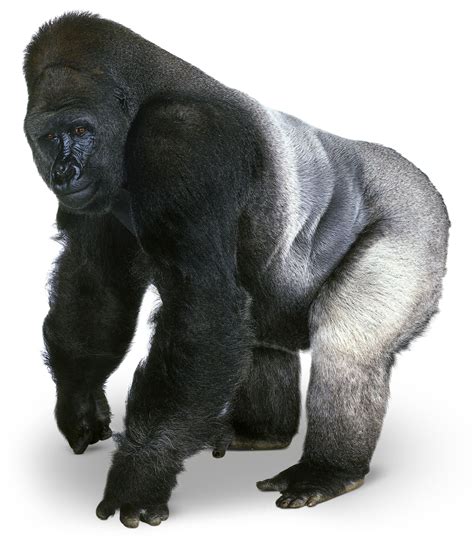 Gorilla Facts For Kids Silver Back Gorilla Dk Find Out