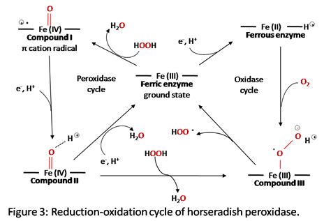 Horseradish Peroxidase Chemistry Libretexts
