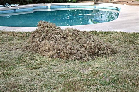 Augustine runners don't spread as vigorously as bermuda grass sprigs. Lazy Gardening: Watching Grass Grow: Grooming the Buffalo
