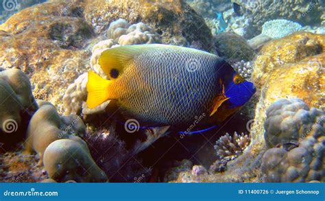 Blueface Angelfish Athuruga Maldives Stock Photo Image Of Diving