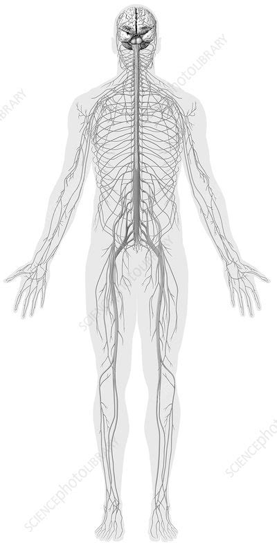 Overview Of The Nervous System Illustration Stock Image C0392624