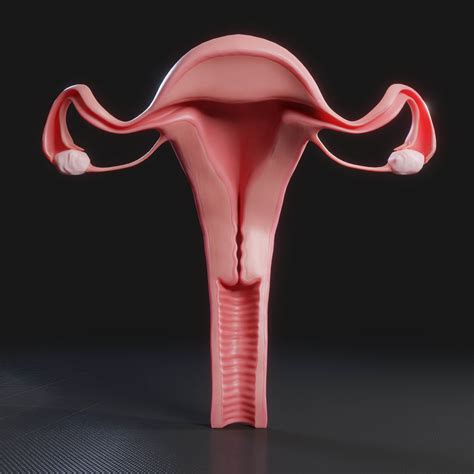 Female Reproductive System 3d Model By Zames1992d