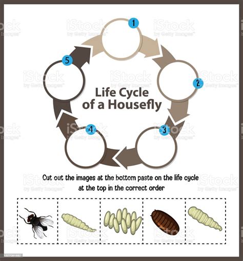 Diagram Showing Life Cycle Of Housefly Stock Illustration Download