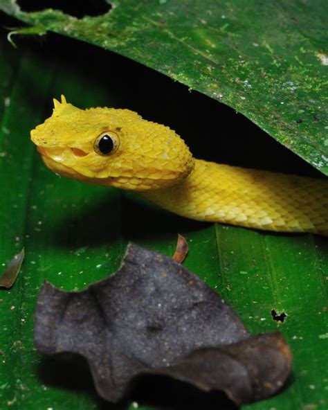 Eyelash Vipers At La Selva The Pace Of Nature Cute Snake Animals