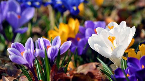 Download Wallpaper 1920x1080 Snowdrops Colorful Flowers Full Hd Hdtv