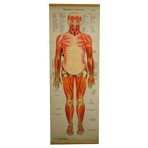 Foldable Anatomical Wall Chart Depicting Human Musculature For Sale At