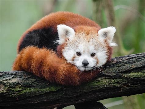 Why Are Red Pandas Endangered Red Panda Facts Ailurus Fulgens