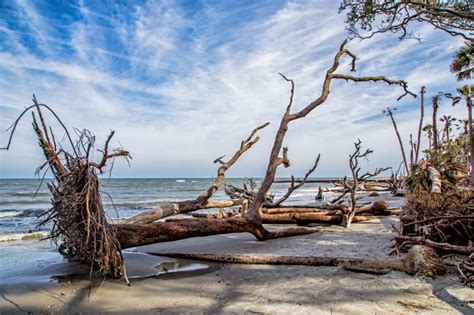 Hunting Island State Park Sc Picture Project