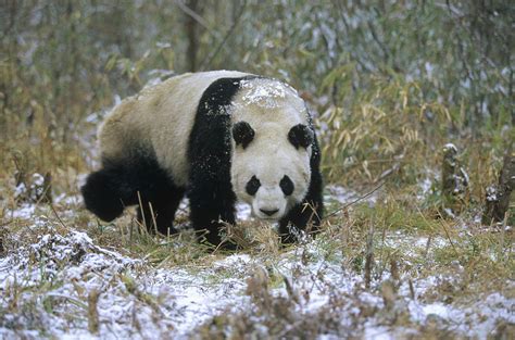 Giant Panda Ailuropoda Melanoleuca Photograph By Konrad Wothe Pixels