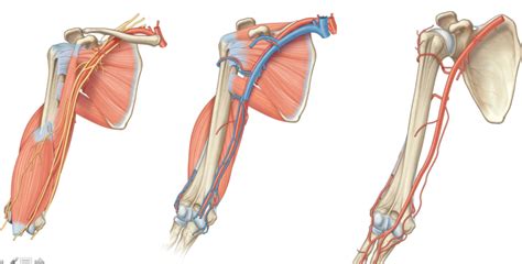 Human inner female body parts. Diagram Of Veins And Arteries In Arm - Aflam-Neeeak