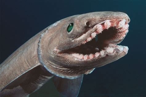 The Frilled Shark An Inhabitant Of The Atlantic And Pacific Oceans