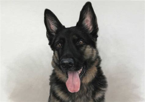 You may find the perfect german shepherd right here for you and your family. German Shepherd Portrait - Pet artist Lorraine Gray | Pet ...