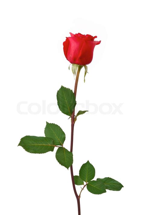 Single Dark Red Rose Isolated On White Stock Image Colourbox