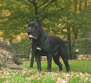 Cane corsos are large dogs that are loyal. Cane Corso Puppies Texas | Cane corso