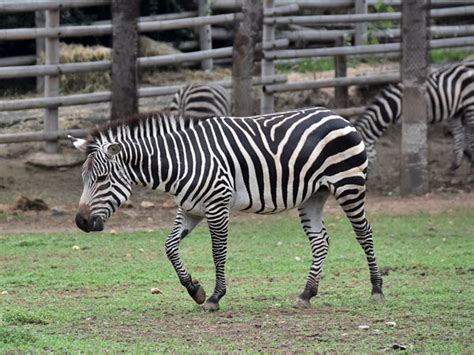 Equus Quagga Boehmi Grants Zebra In Zoos