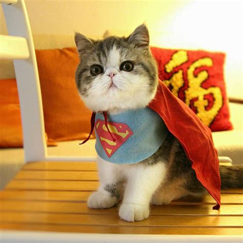 Adorable Exotic Shorthair Cats Dressed Up In Custom Made Pop Culture